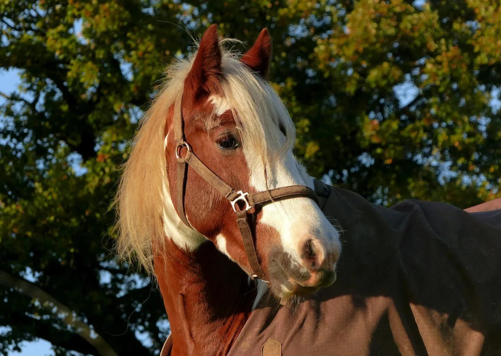 Spectacles de chevaux en France : le guide comparatif 2026
