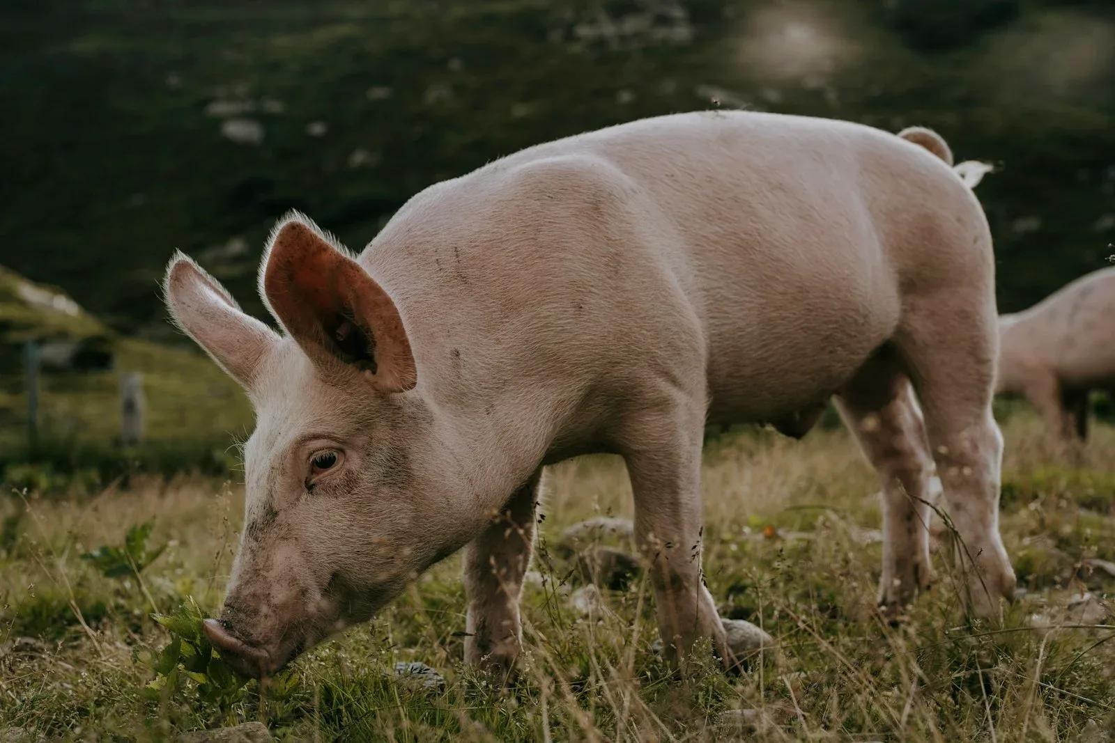 Tête de cochon : recettes, prix et origine de l'expression