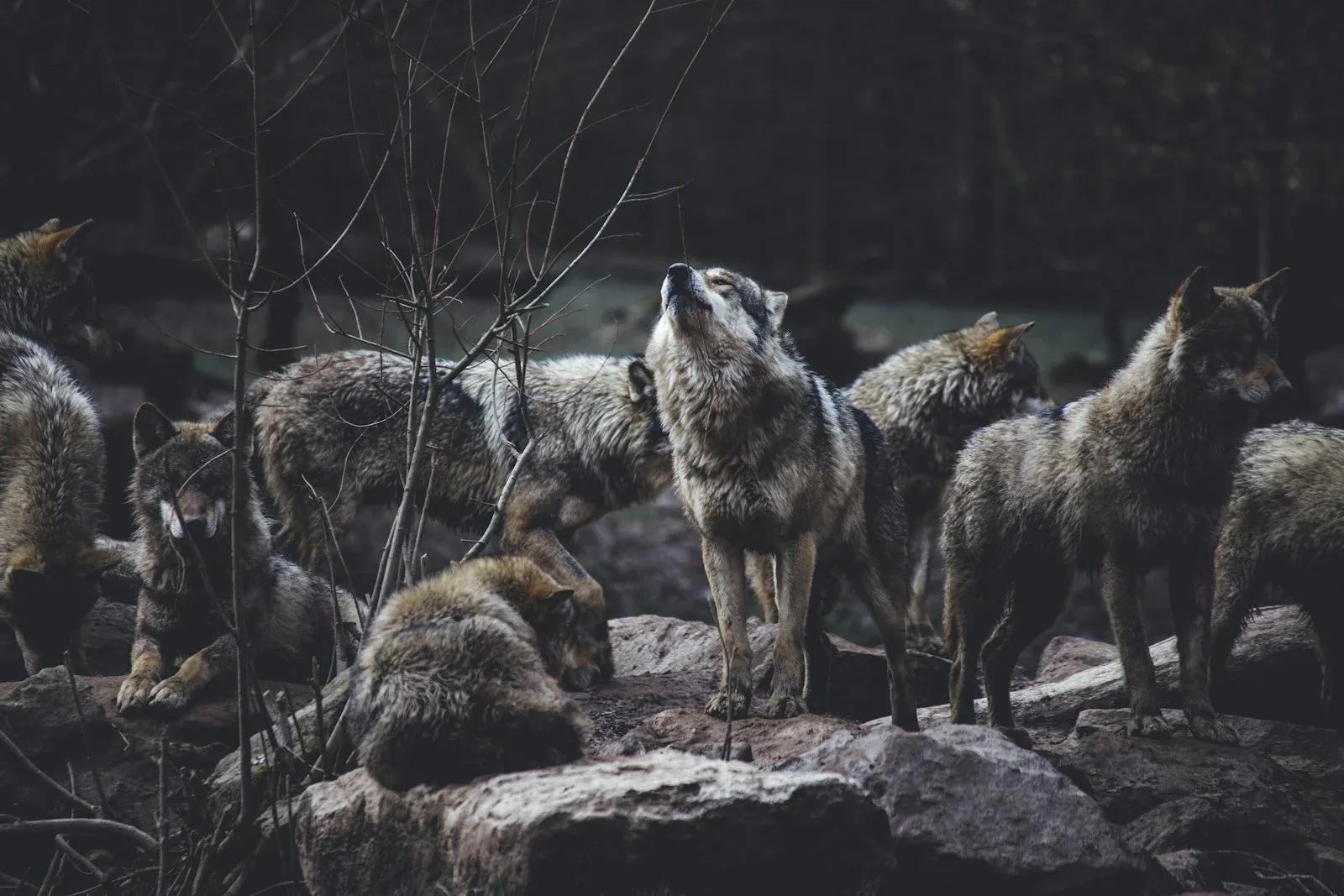 Abattage du loup en France : quotas 2025-2026, efficacité réelle et comparaison européenne