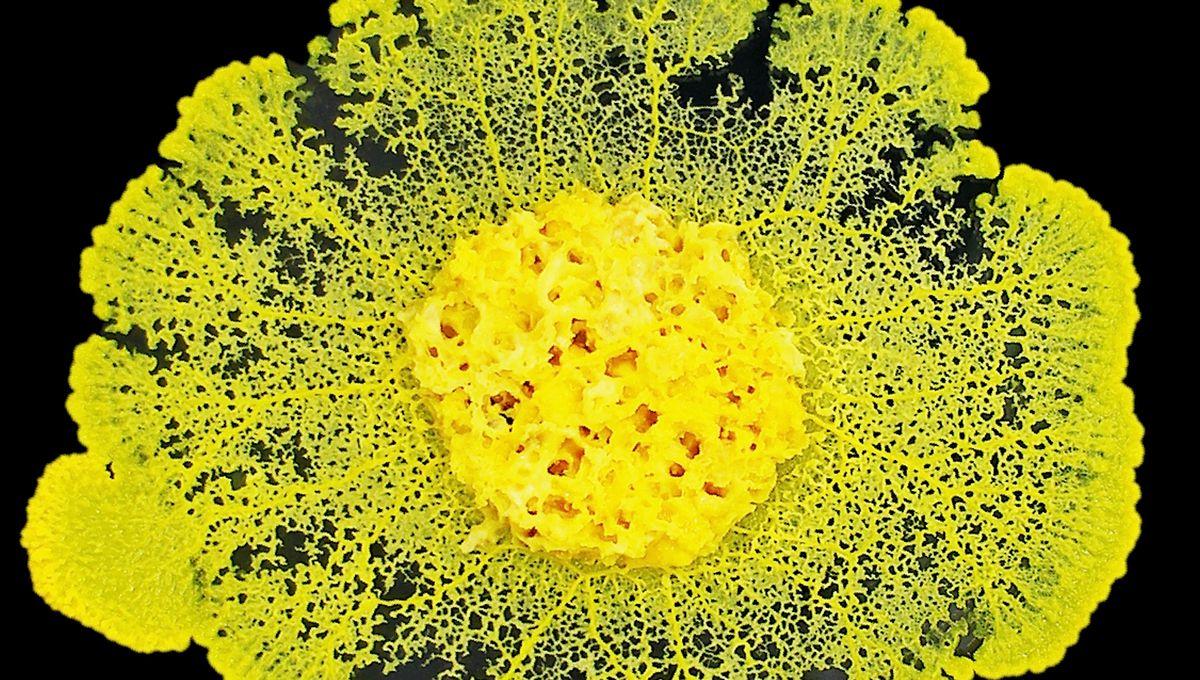 Illustration: Le blob dans les écoles et l'espace