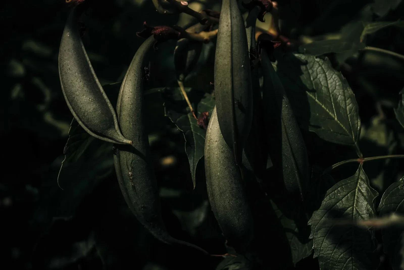 Mercredi noir d'Édouard Philippe : un sondage commandité qui menace 2027