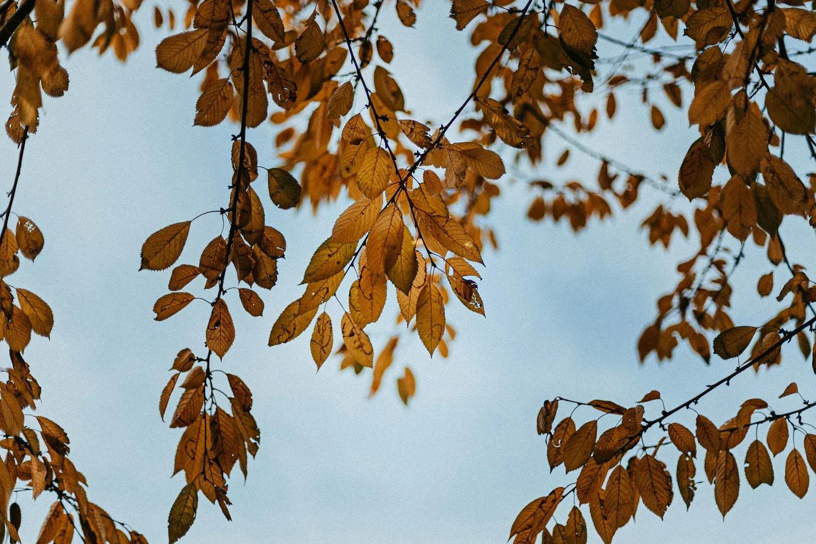 Retrait diplomatique britannique d'Iran : signal d'escalade ou précaution isolée ?