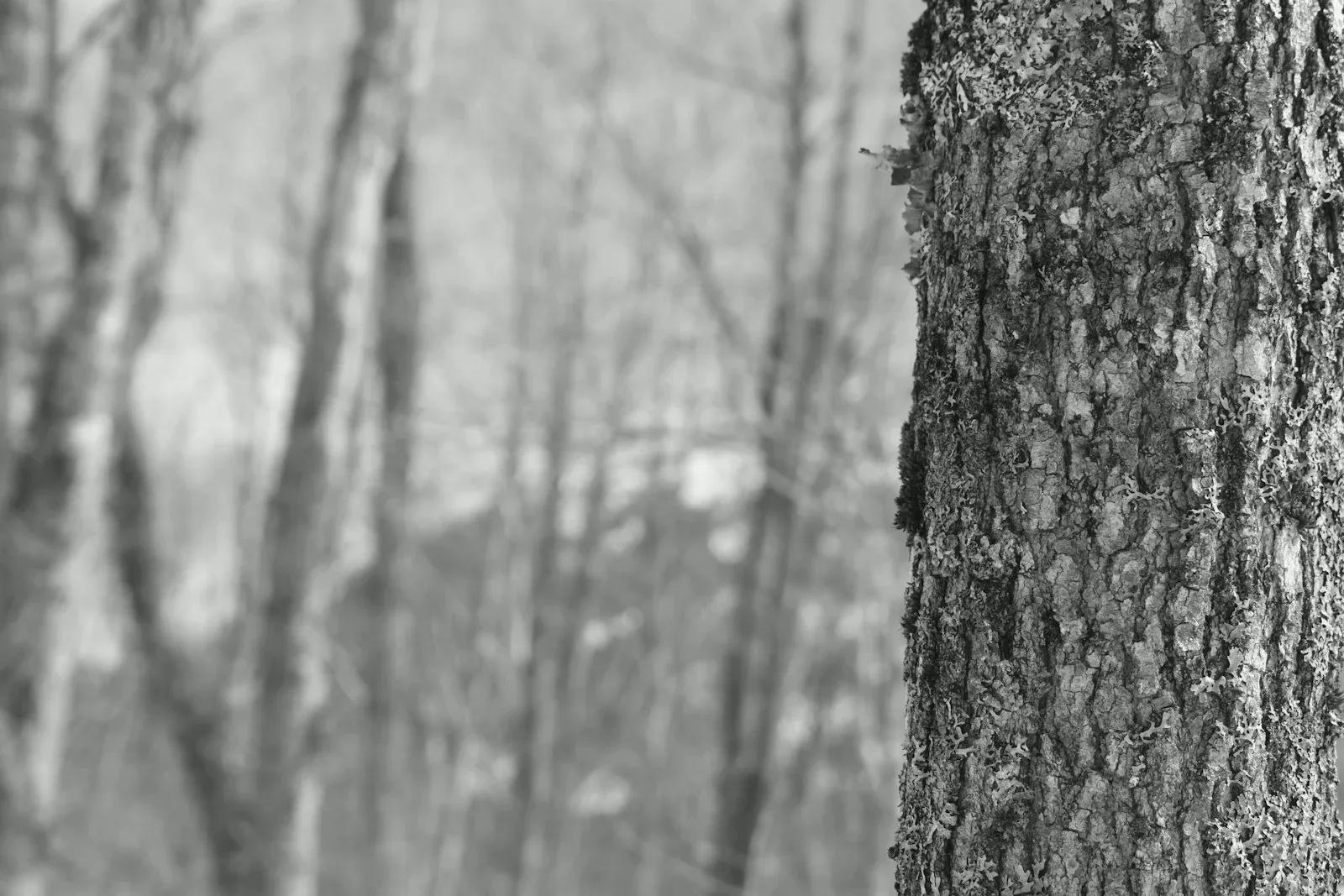 Affaire Quentin Deranque : chronologie, désinformation et répercussions politiques en 2026