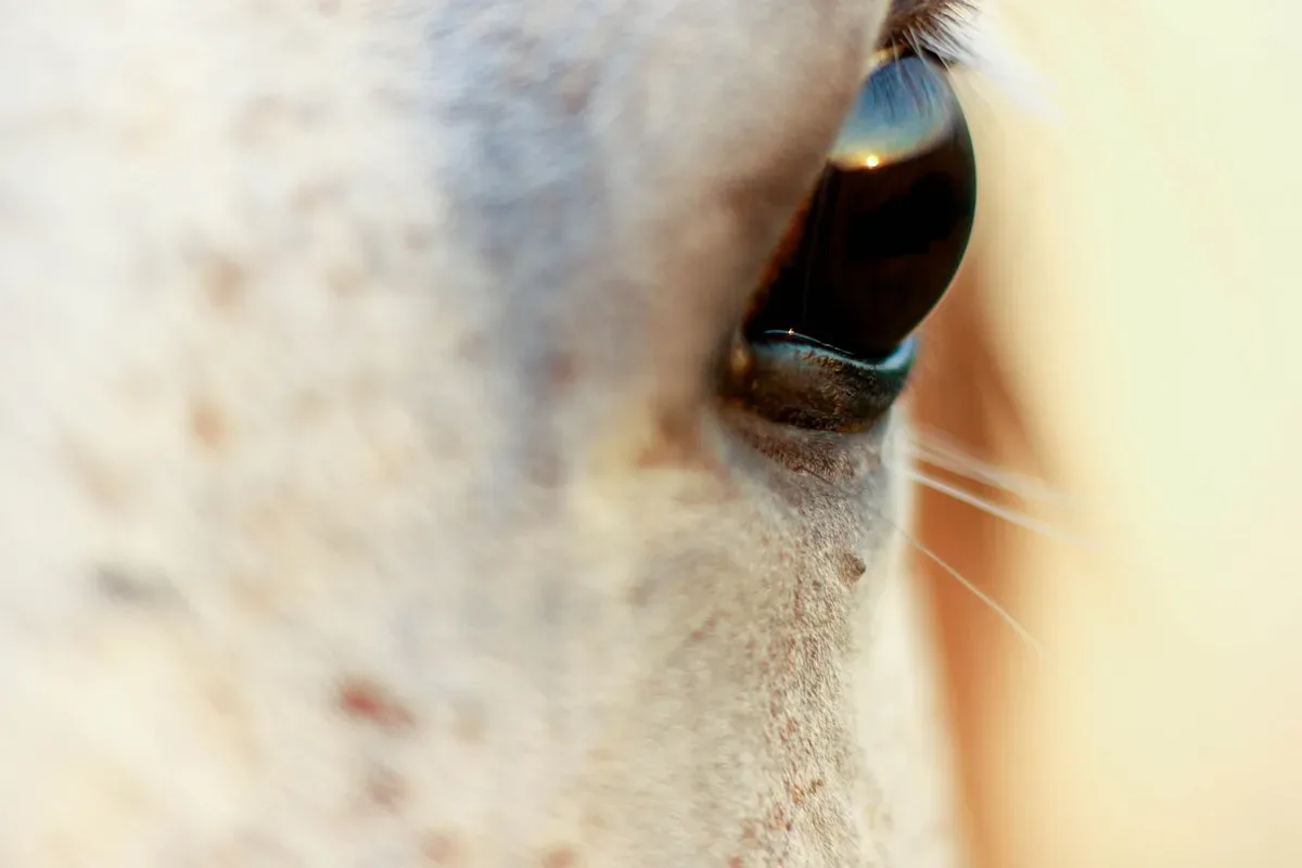 Exemple de Spectacles de chevaux