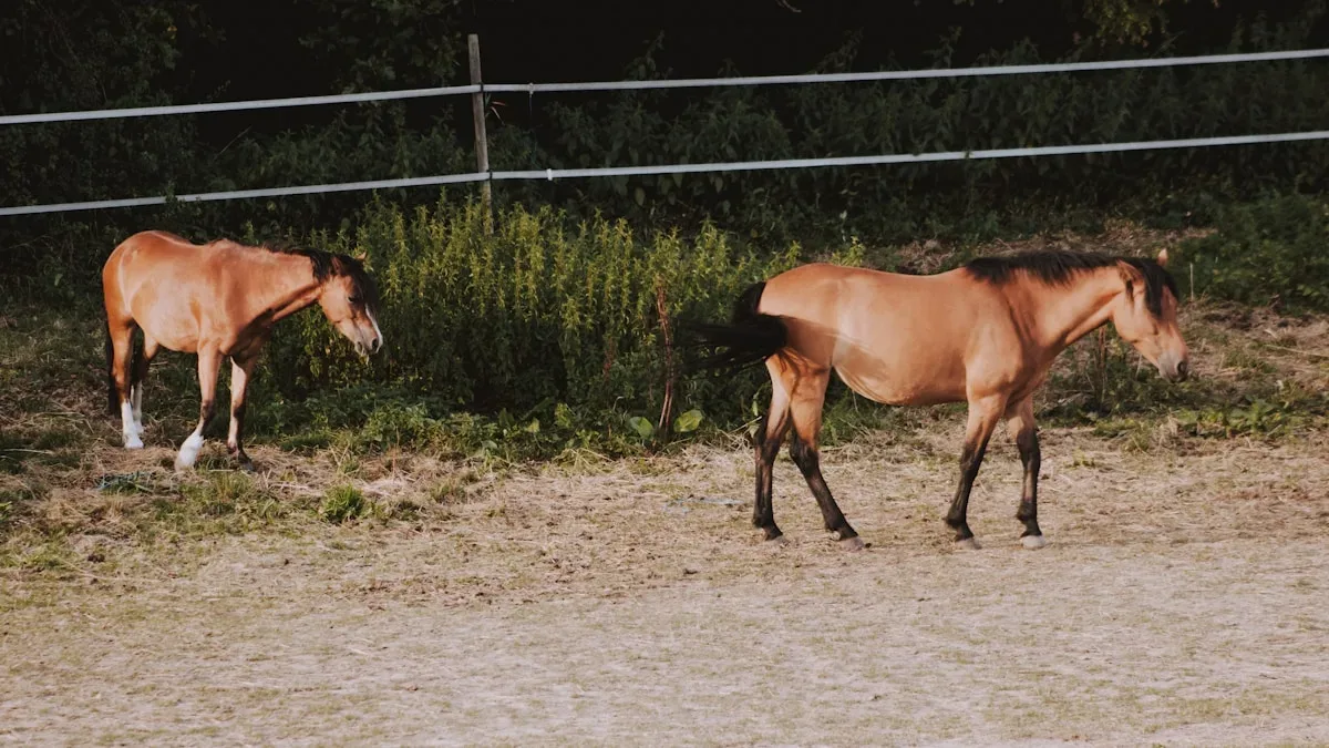 Détail Spectacles de chevaux