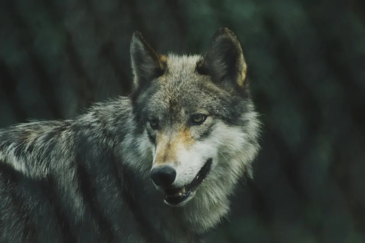 Détail Le nombre maximum de loups pouvant être abattus