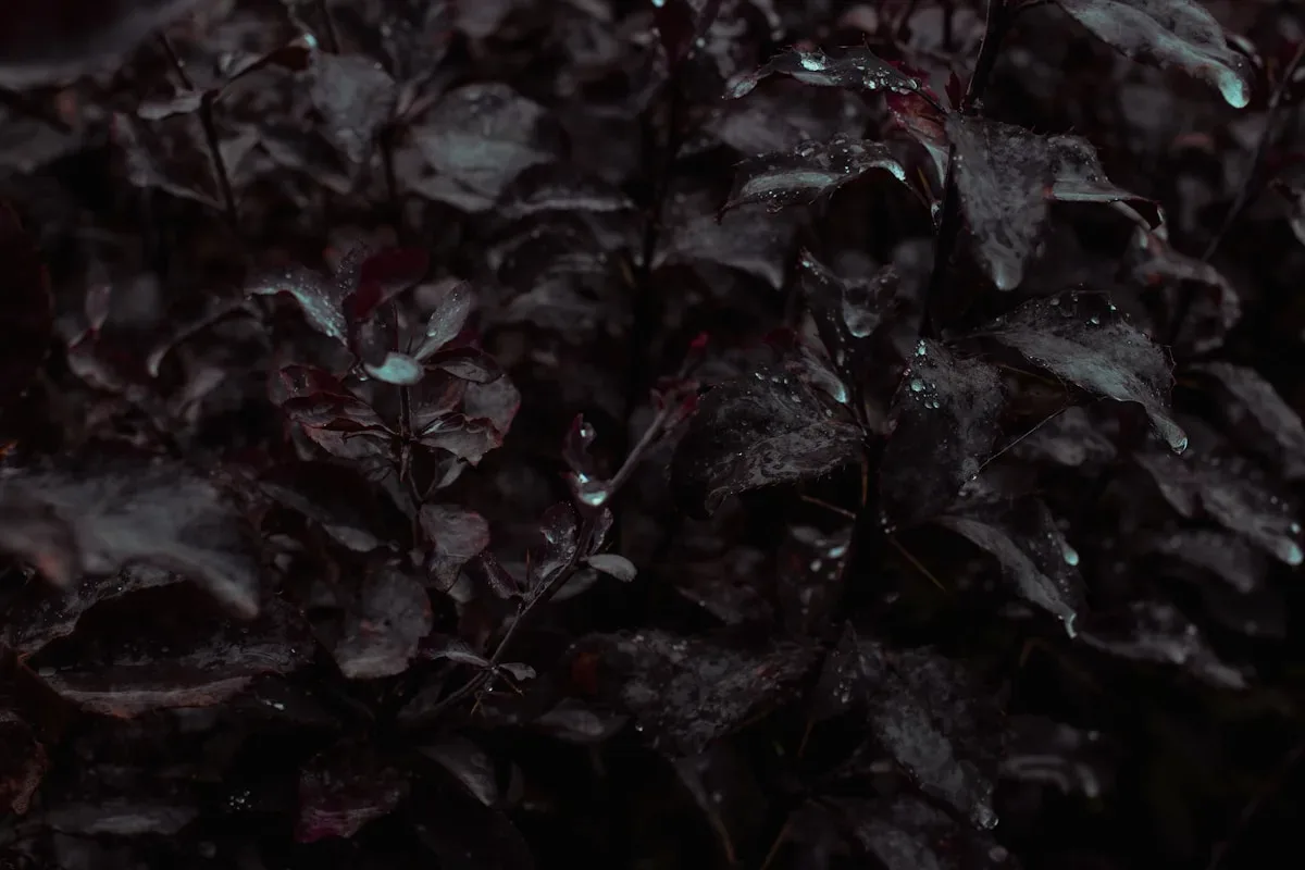 Exemple de le mercredi noir d’Édouard Philippe