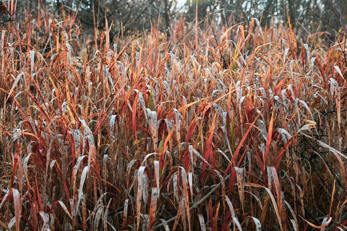 CARTE. Retour du froid : Gel tardif et cultures : la carte des filières agricoles menacées
