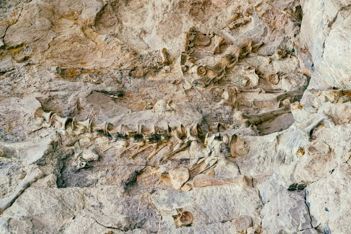 Un dinosaure gigantesque de 27 mètres et 27 : Ce que la science post-2020 change sur notre vision des sauropodes géants